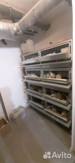 Перепелиная ферма