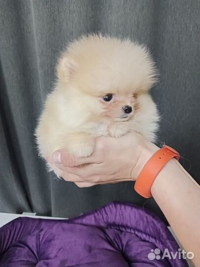 Мини пом