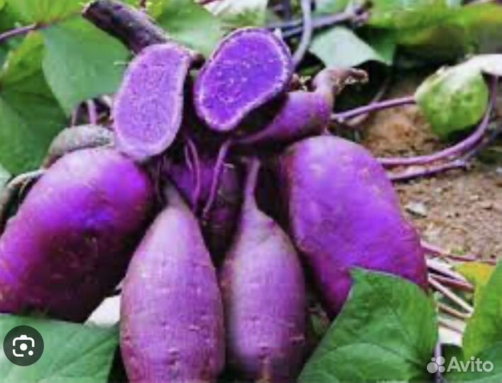 Батат, клубника, персик, свекла