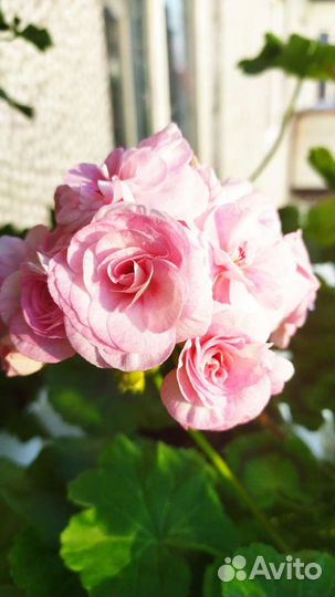 Пеларгония, герань сортовая