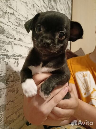 Щенки чихуахуа