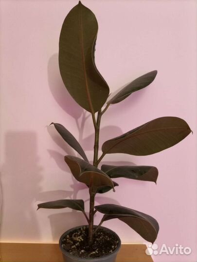 Фикус каучуконосный