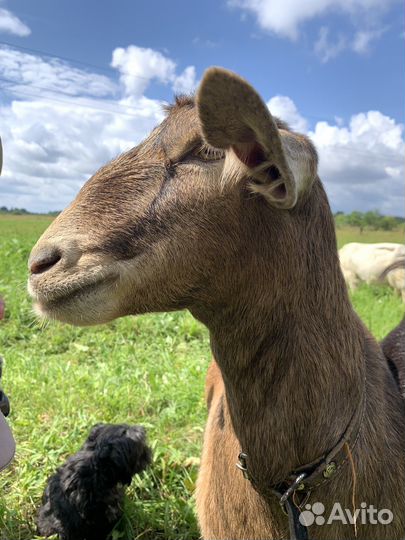 Нубийская коза