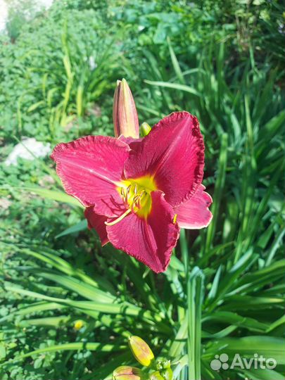 Лилейники сортовые