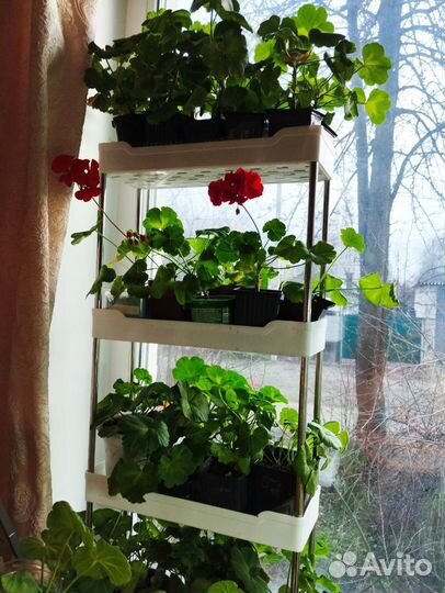 Пеларгония розебудная