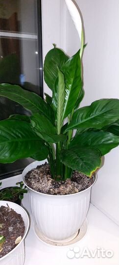 Спатифиллум