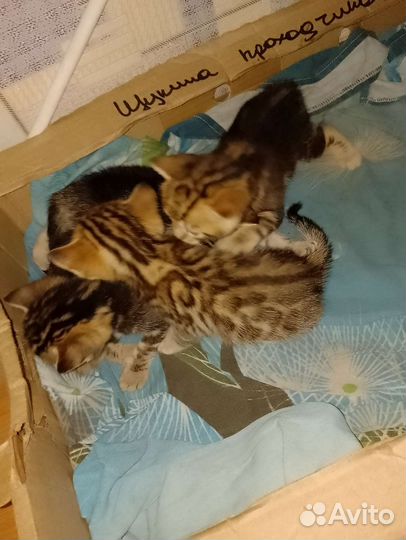 Бенгальская