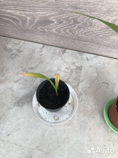 Пальма вашингтония