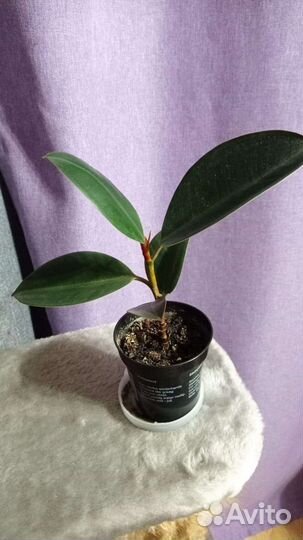 Комнатные растения разные