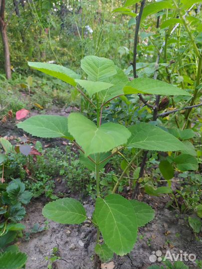 Гортензия древовидная