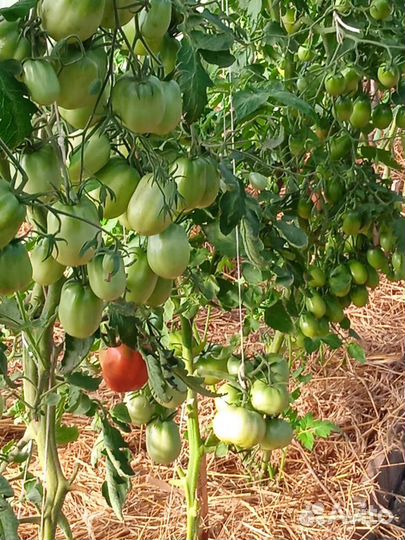 Семена коллекционных томатов