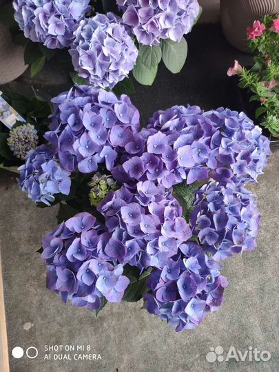 Совместные закупки цветов