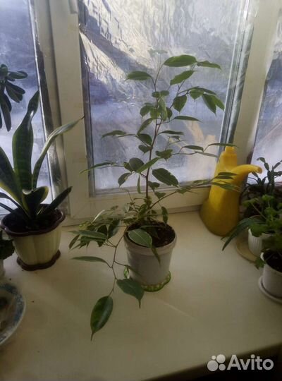 Бенджамина