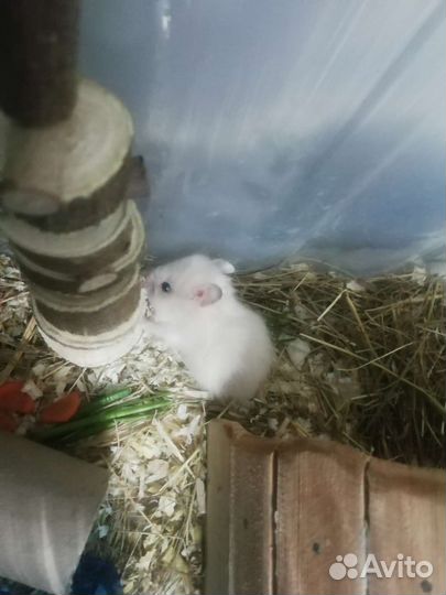 Сирийский хомяк
