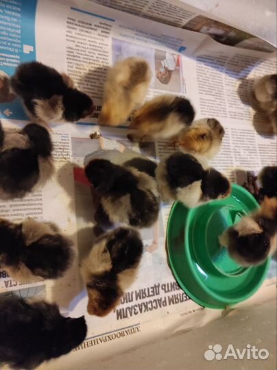 Цыплята кохинхин карликовый золото окаймленое