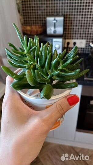 Толстянка хоббит