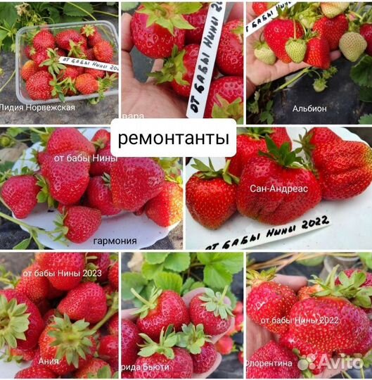 Саженцы лучших сортов клубники рассада