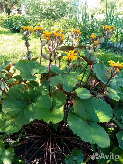 Бузульник, флокс, лилейник