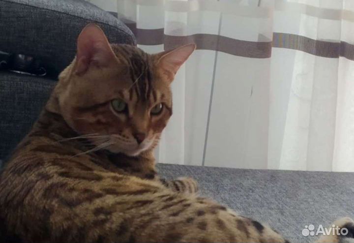 Бенгальский кот вязка