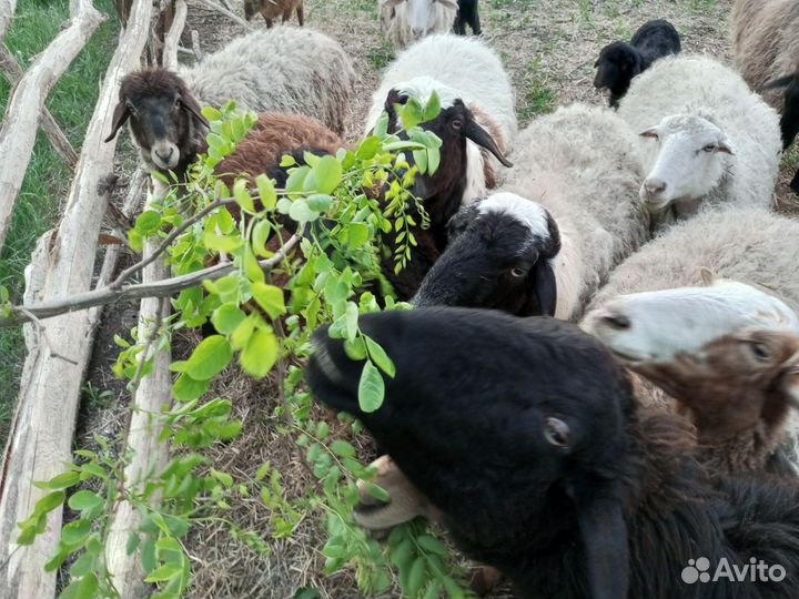 Овцы бараны ягнята оптом