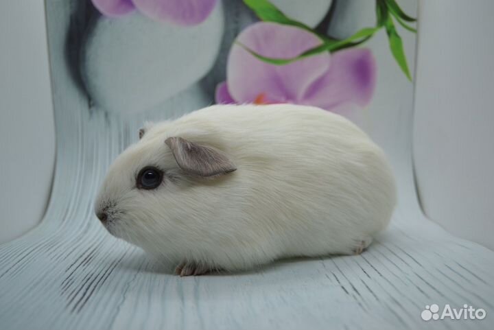 Морская свинка