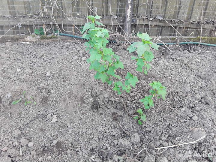 Продажа растений