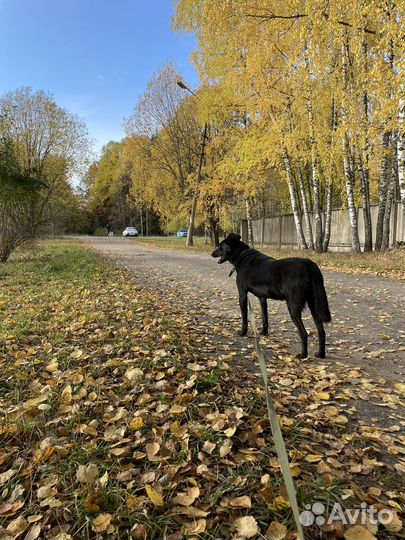 Собака в добрые руки. Прекрасный пес Джуд