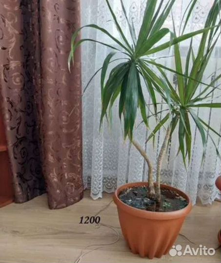 Пальма драцена