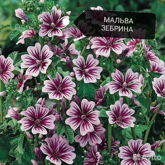 Цветы садовые многолетние