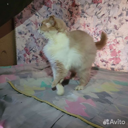 Рыжий кот - Сёма