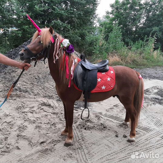 Мерин поникласс