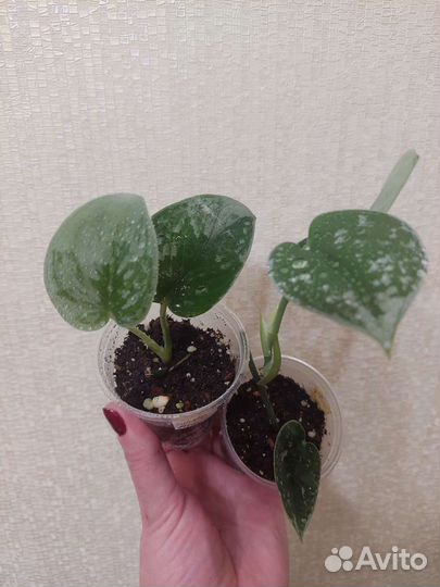 Сциндапсусы сортовые