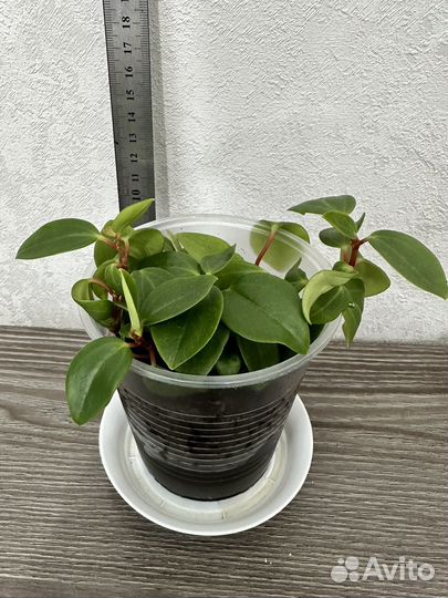 Пеперомия круглолистная