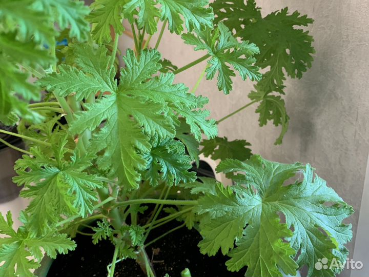 Пеларгония герань пахучая