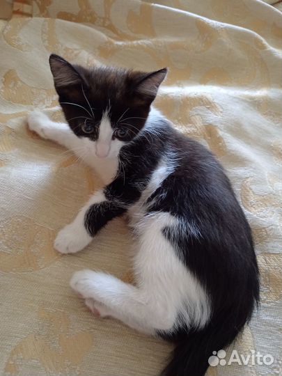 Отдам в добрые руки котят