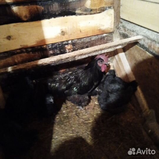 Инкубационное яйцо Породистых курочек