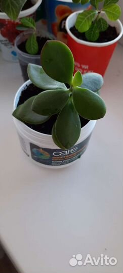 Толстянка Денежное дерево