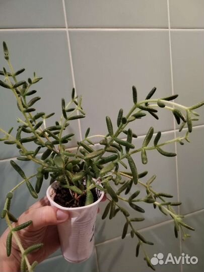 Суккулентное растение комнатное