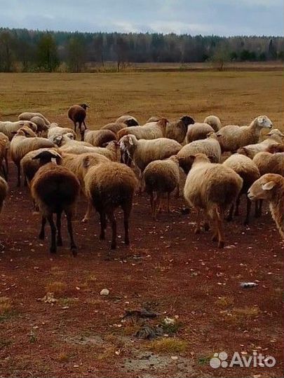 Курдючные бараны овцы