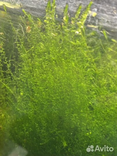 Аквариумные растения