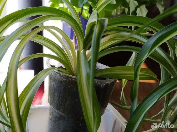 Хлорофитум кудрявый