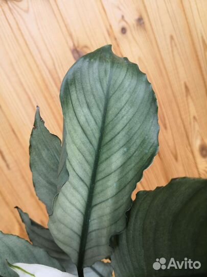 Спатифиллум милк гофра