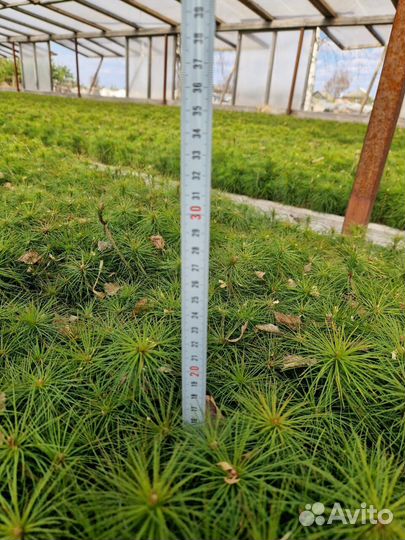 Саженцы сосны зкс от производителя