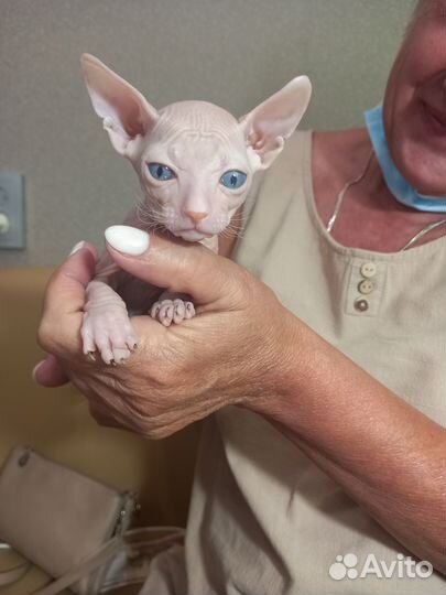 Донской сфинкс