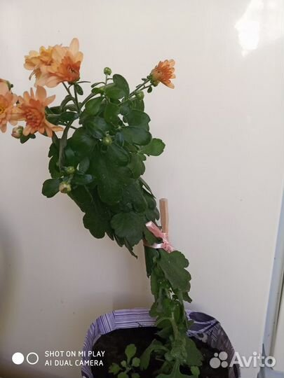 Хризантема комнатная, жёлтая, бордовая