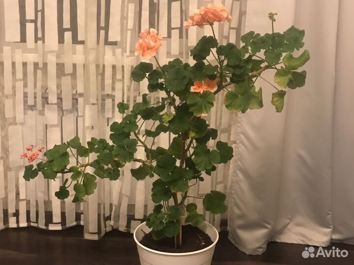 Пеларгония герань