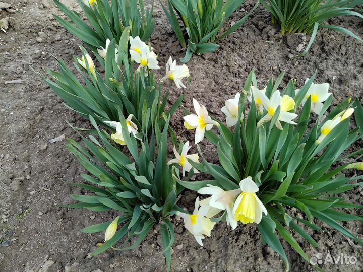 Многолетние садовые цветы