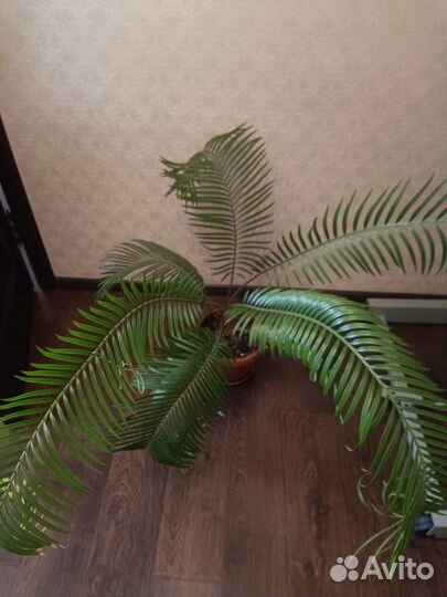 Пальма цикас революта