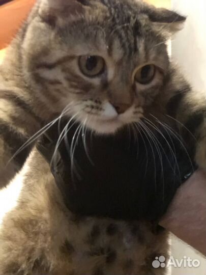 Отдаем котят