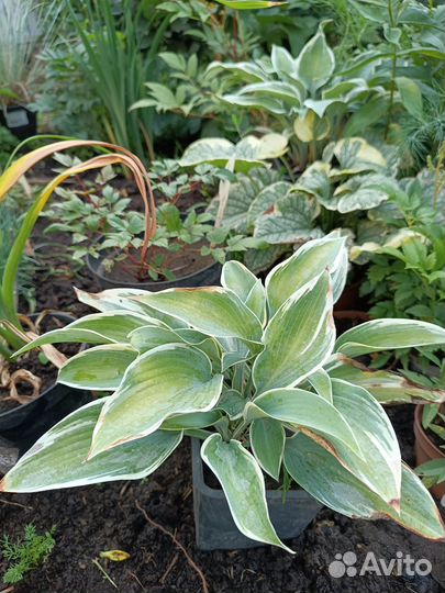 Многолетние растения для сада